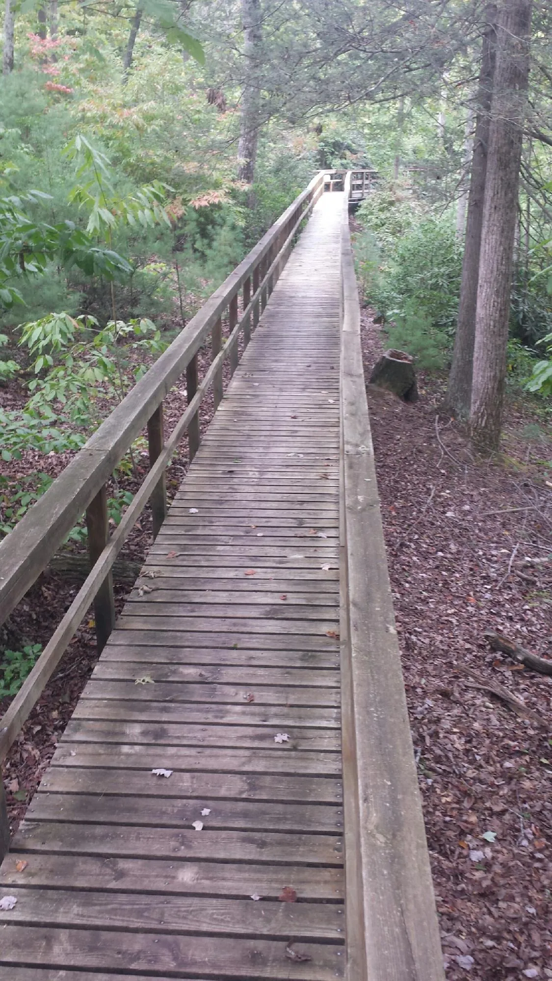 Long wood walkway with handrails built through the woods in Grand Coteau
